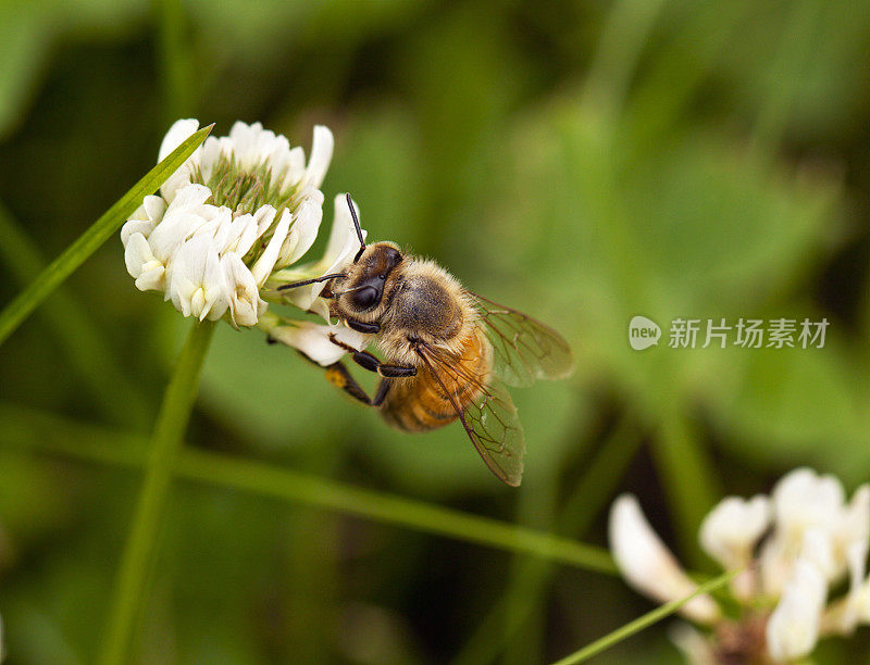 以苜蓿为食的蜜蜂