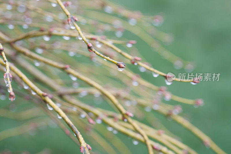 四月的雨