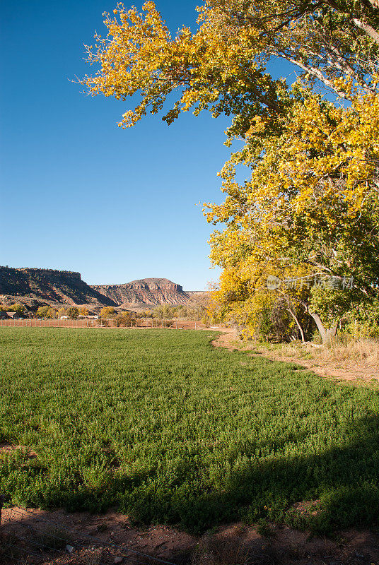 秋天的颜色，白杨树，处女河，苜蓿地，犹他州洛克维尔