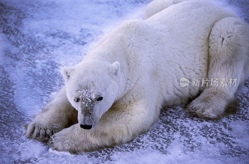 一只野生北极熊躺在冰冷的哈德逊湾岸边