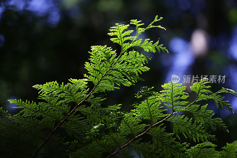 夏天，加拿大不列颠哥伦比亚省温哥华岛的雪松枝