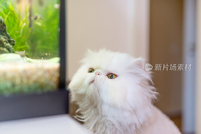 波斯白猫在看鱼缸