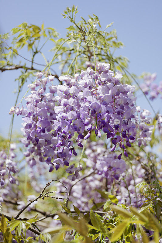 紫藤,紫藤,Wysteria