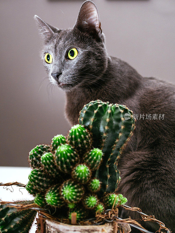 俄罗斯蓝猫在家里玩盆栽仙人掌