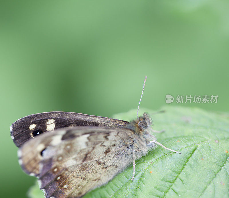 斑纹木蝶