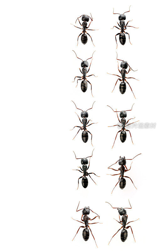 十大黑蚂蚁