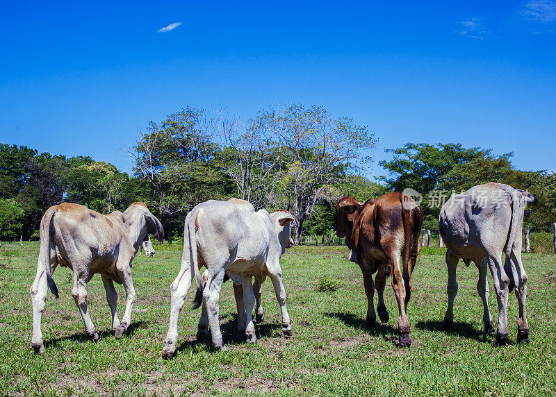 在哥斯达黎加，中美洲的布拉马牛