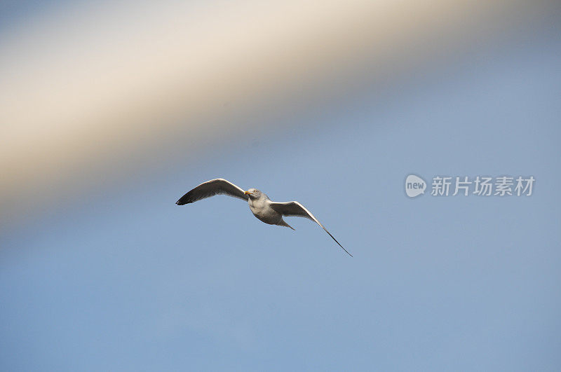 海鸥，英国