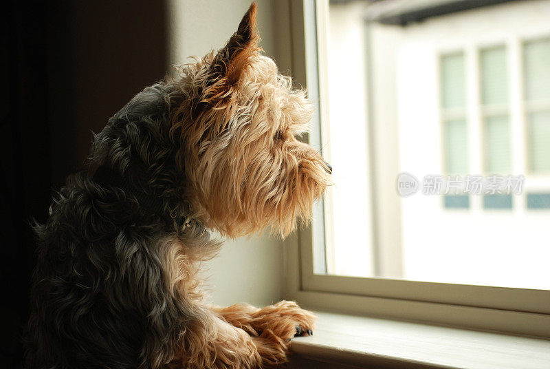 一只狗凝视窗外的肖像