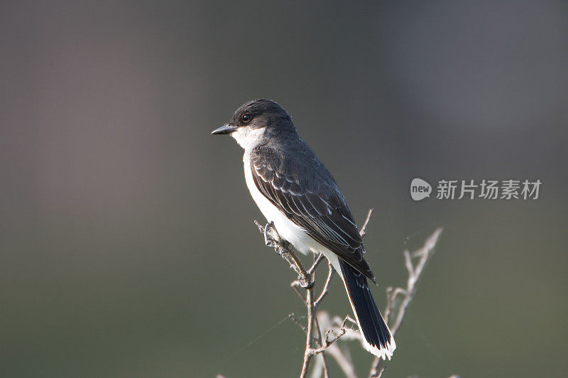 东部美洲食蜂鹟