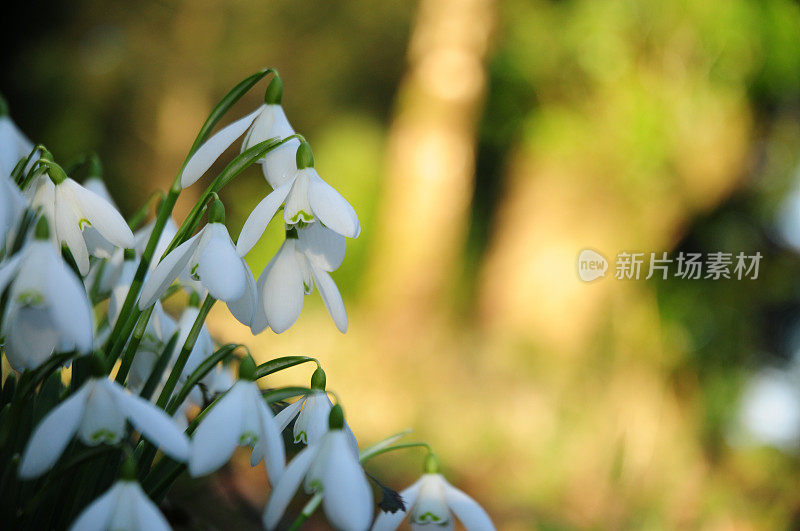 雪花莲(雪花属)