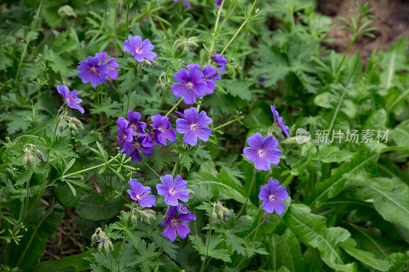 紫色Pellargonium(天竺葵)