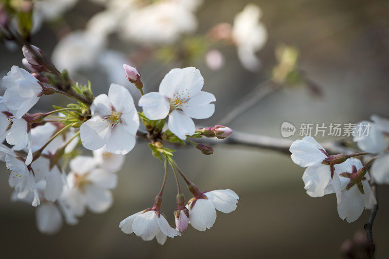 樱花樱花