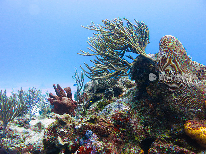 水下美丽的自然和加勒比海深处的海洋生物