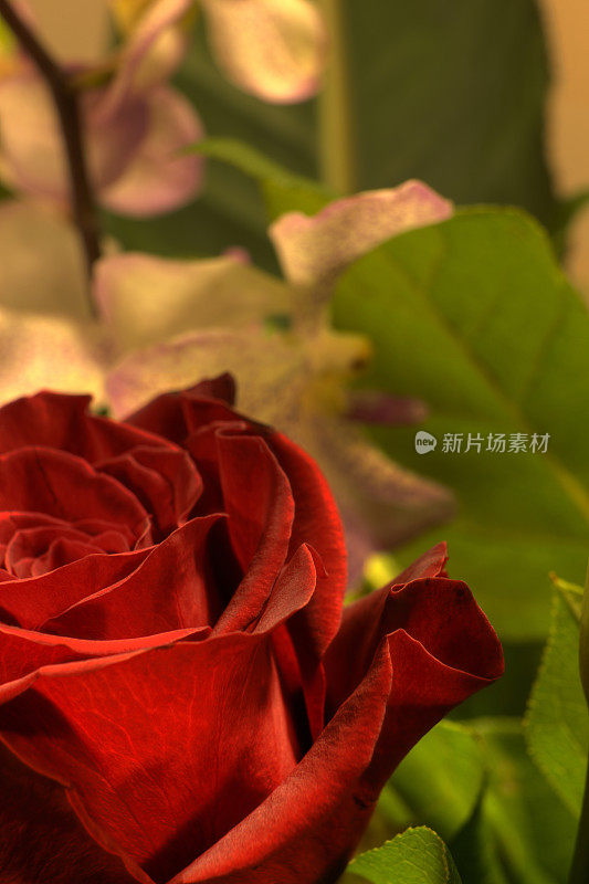 HDR玫瑰