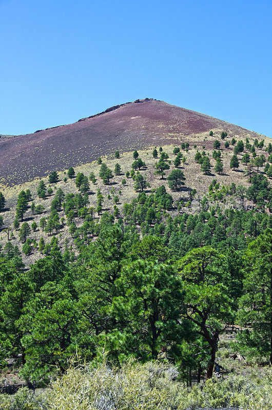 松树生长在日落火山口火山国家的熔岩中