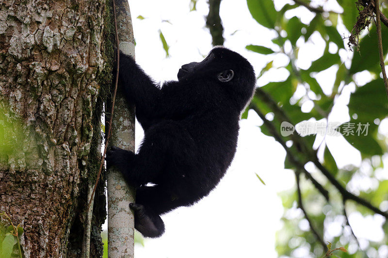 乌干达:小山地大猩猩正在爬树