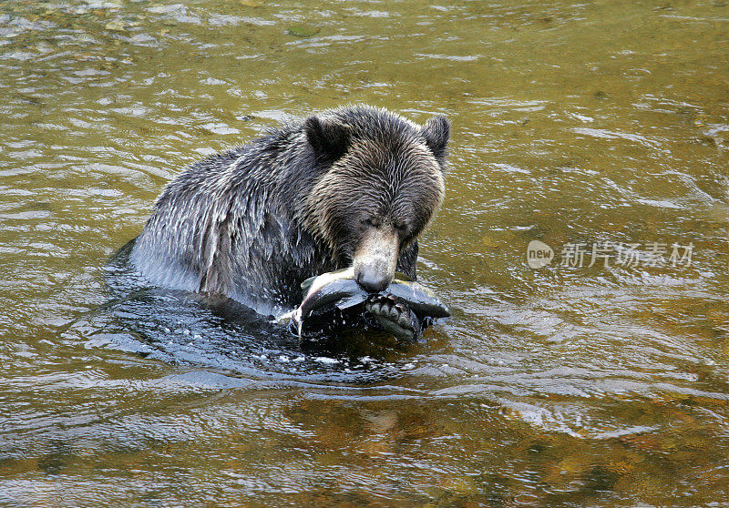 灰熊在小溪里吃鱼