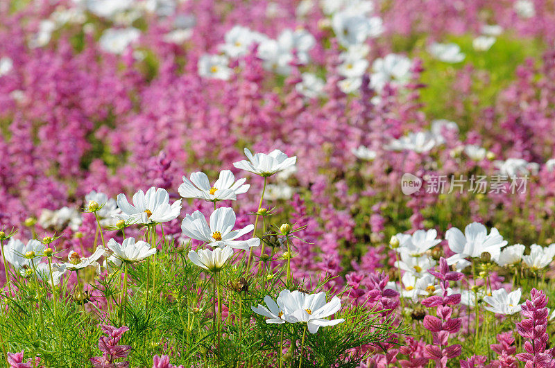 麝香花(雏菊科)