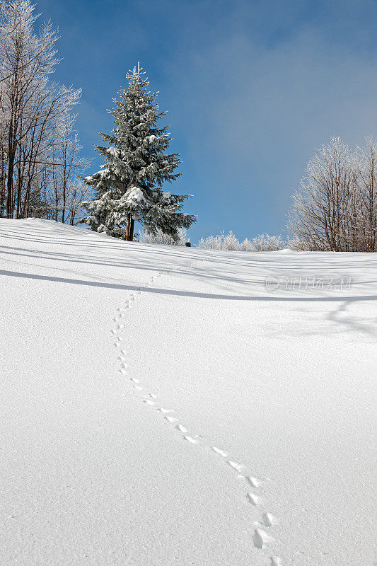 斯洛文尼亚冬季阿尔卑斯山上的动物足迹