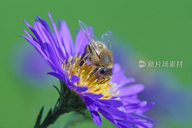 蜜蜂在米迦勒菊上