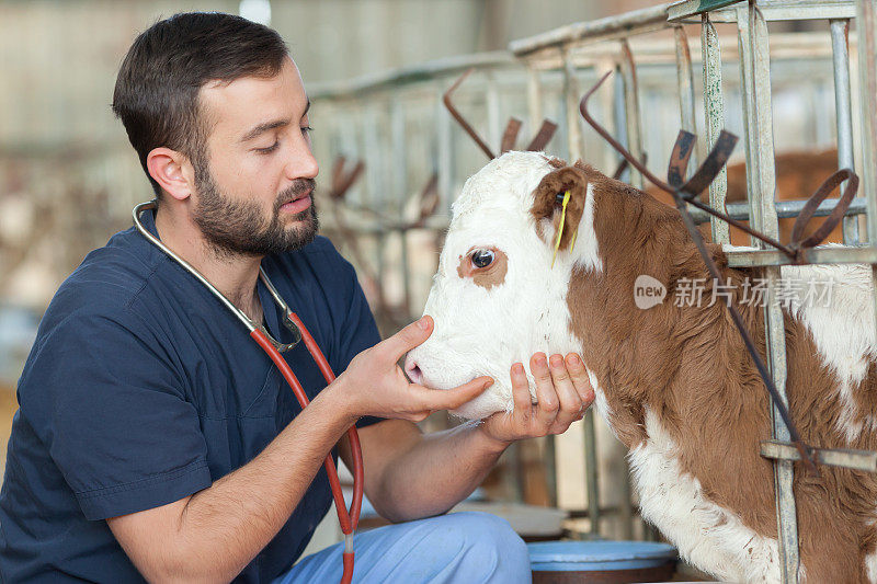 兽医和小腿