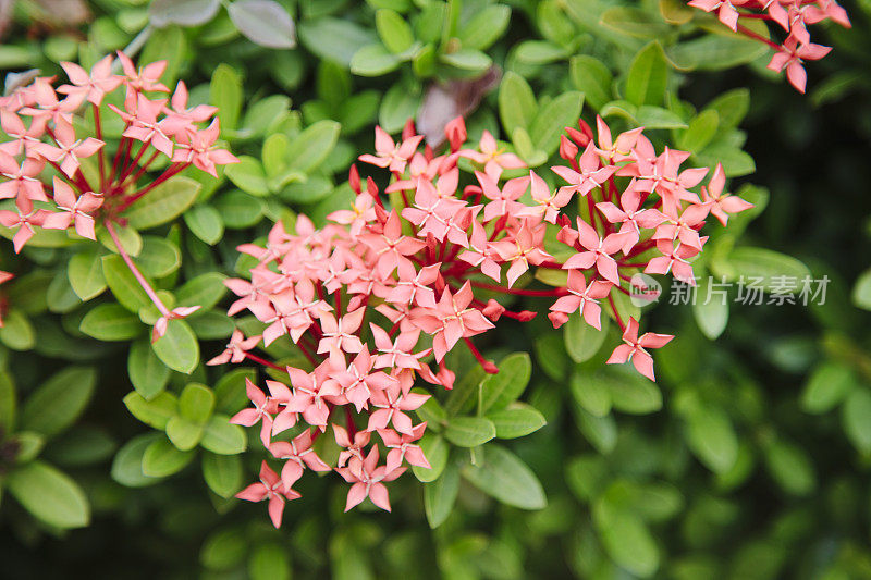 台湾粉红花灌木，台湾