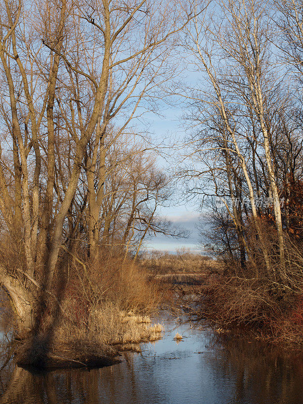棕色的树枝勾勒出蓝色的小溪