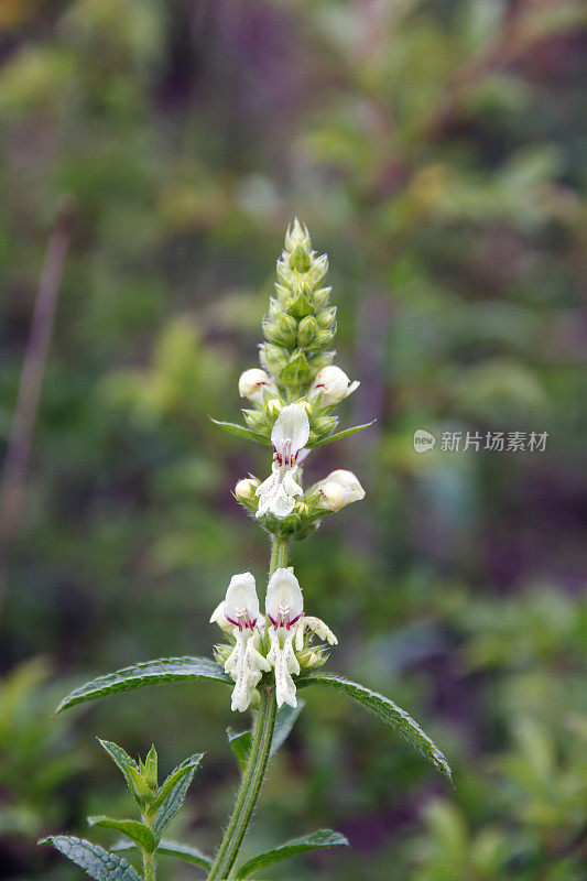 刺荨麻或白色死荨麻