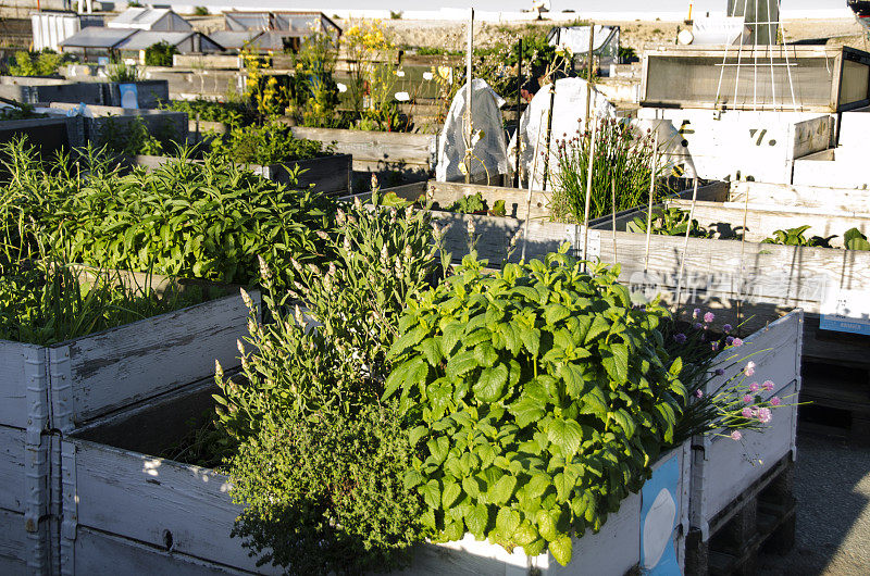 城市花园和农业在夏季的城市