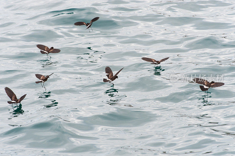 风暴海燕用它们的倒影在加拉帕戈斯群岛觅食