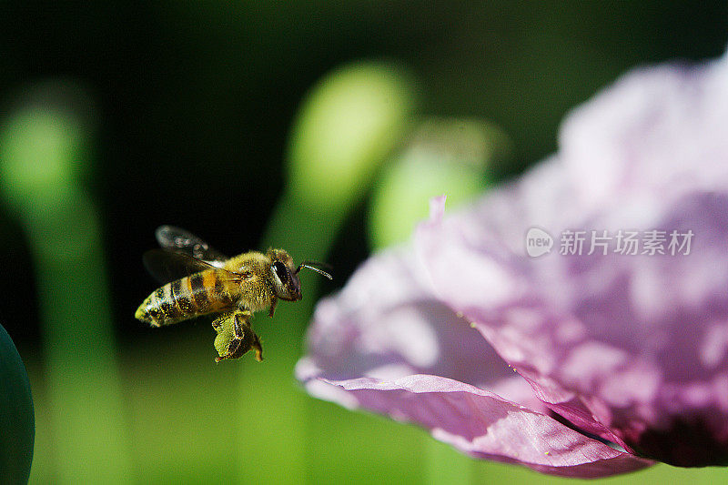 花篮蜂