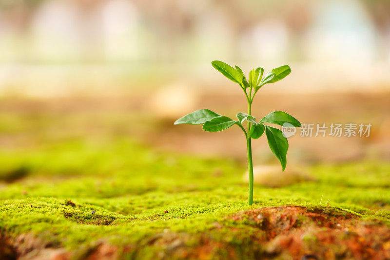 新植物从地里长出来