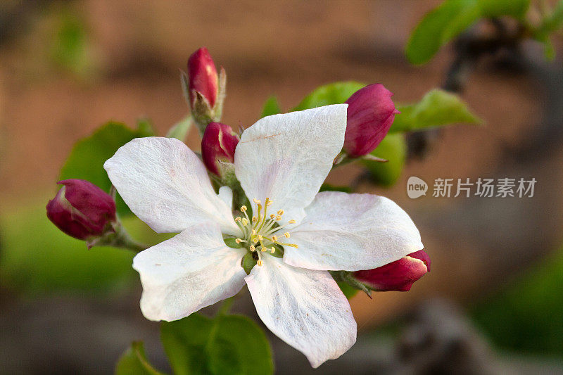 温柔的白色苹果花和红色的花蕾