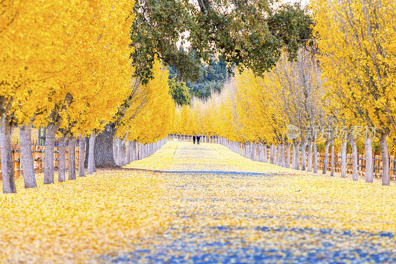加州纳帕谷道路上的黄色银杏树
