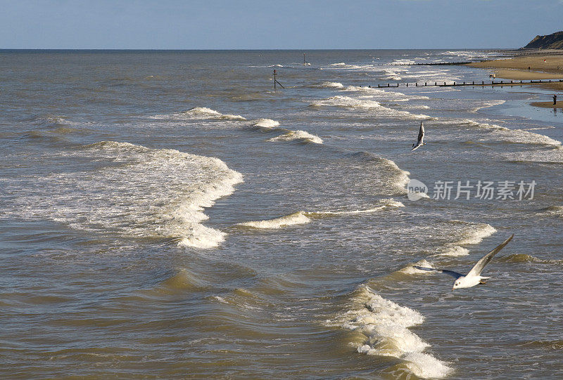 海鸥和海浪