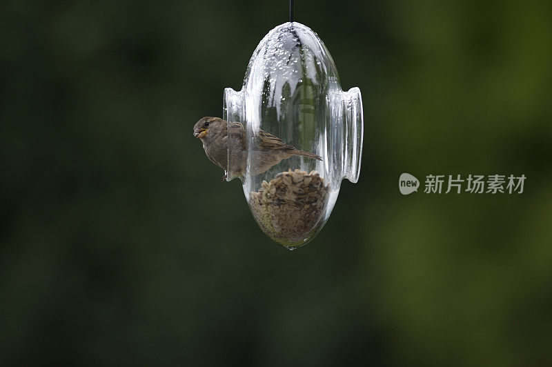 家麻雀在透明的喂食器内