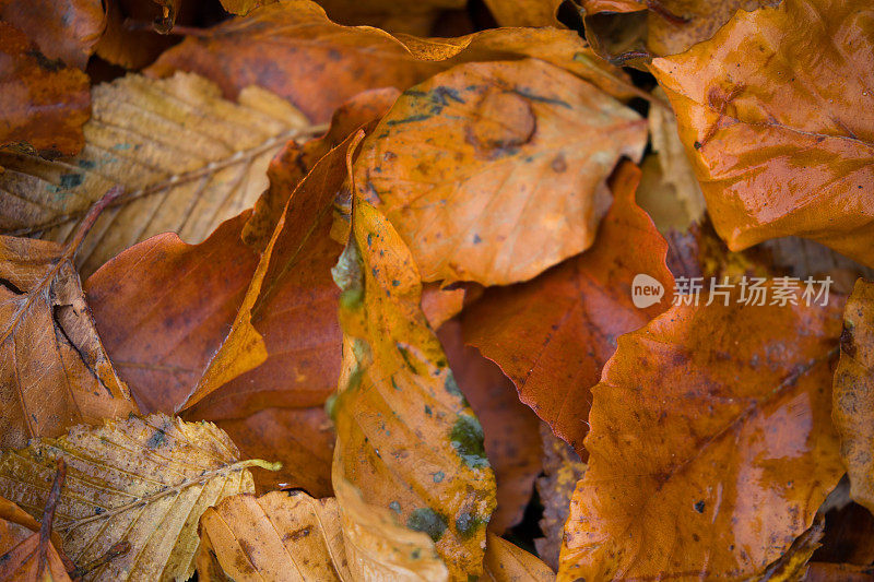 一堆腐烂的秋叶