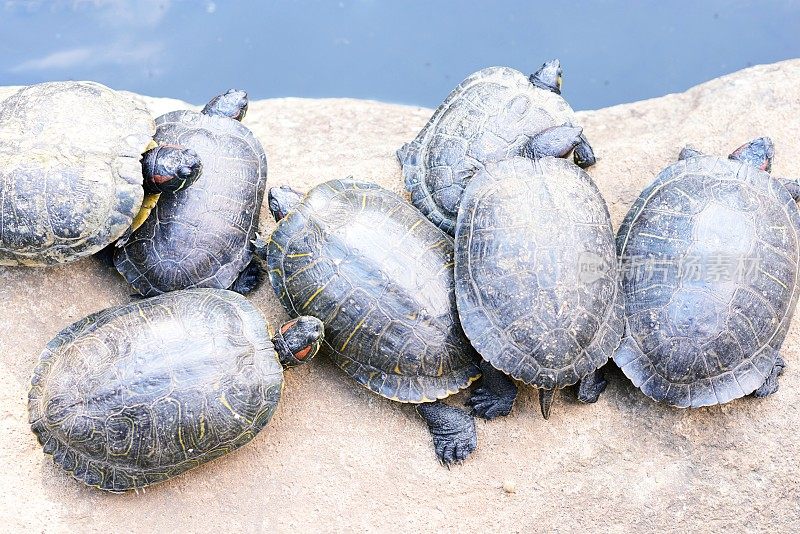 海龟们挤在一起晒日光浴