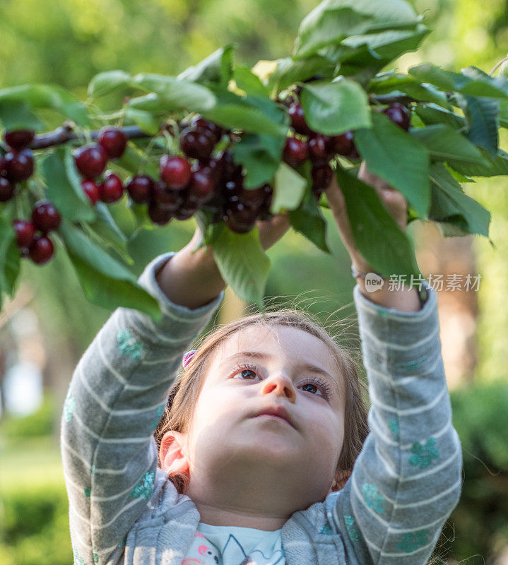 绿叶，小女孩摘樱桃