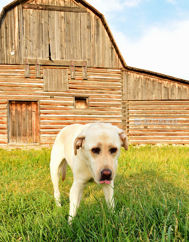 一只拉布拉多寻回犬在一个废弃的谷仓里搜寻