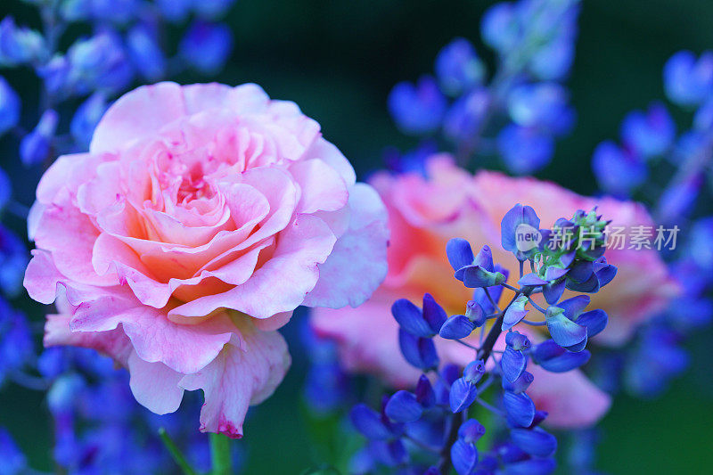 玫瑰，奥古斯塔・露易丝和矢车菊