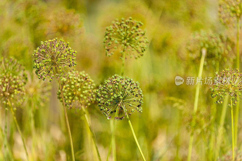 葱属植物种子的头