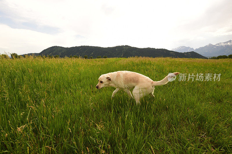 提顿国家公园的拉布拉多寻回犬