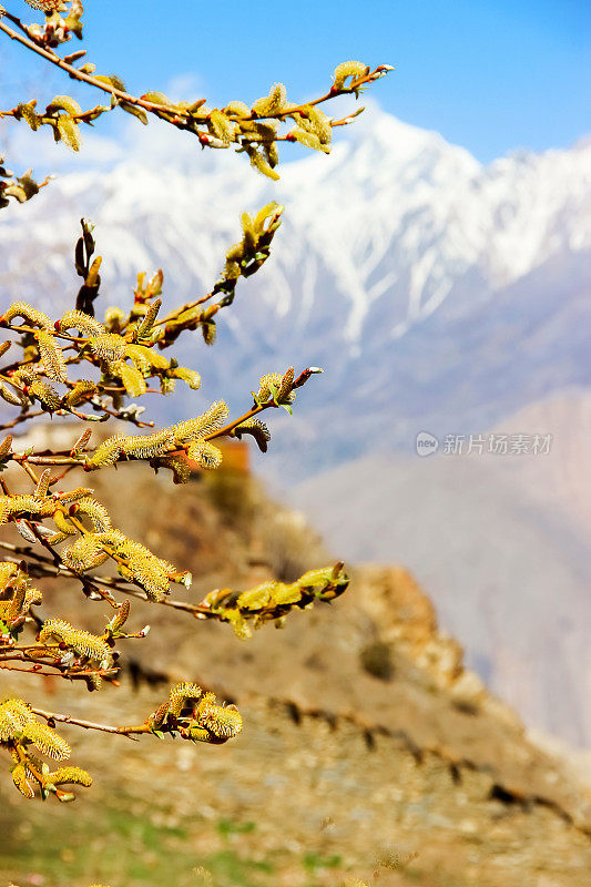 春天在喜马拉雅山脉。花柳。上野马王国。