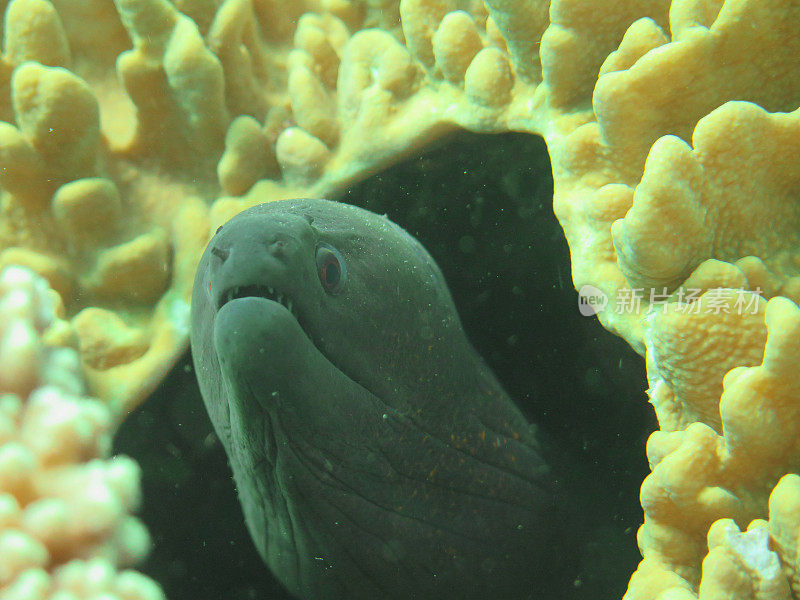 巨大的海鳗隐藏在海底的珊瑚礁中