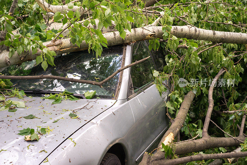 车里装满了在飓风中倒下的树