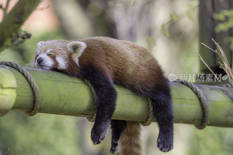 红熊猫睡觉。滑稽可爱的动物形象。