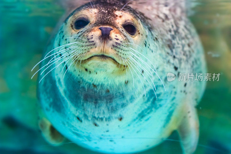 可爱的斑点海豹的肖像