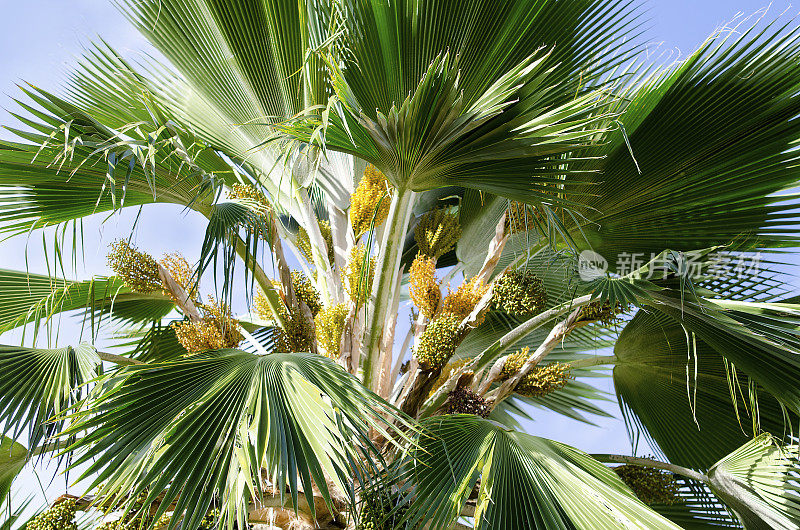 斐济扇棕榈，太平洋棕榈